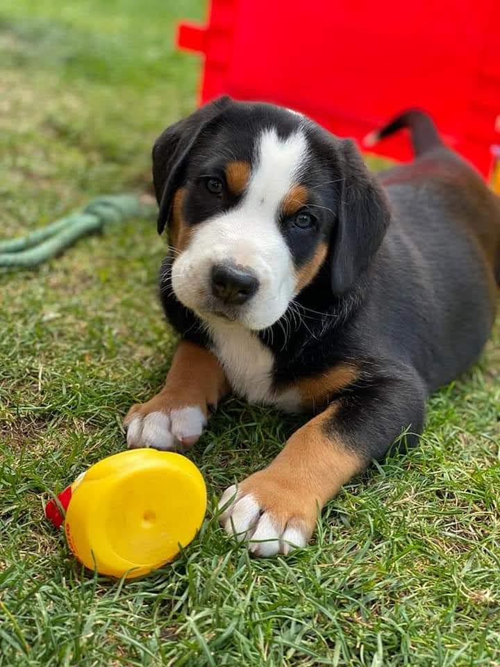 Emma, a Greater Swiss Mountain Dog puppy, lying on the grass beside her toy