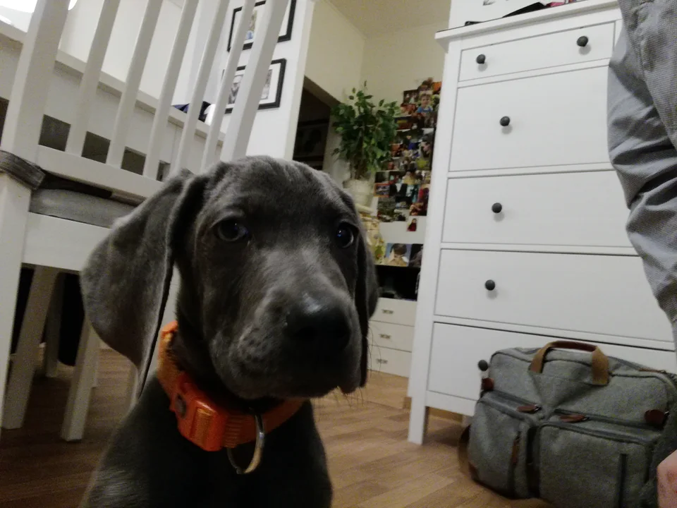 A Weimaraner puppy at home beside the stairs